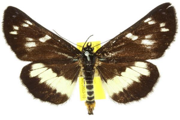 Cruria latifascia