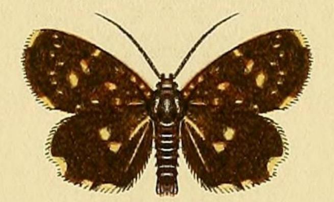 Idalima metasticta