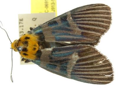 Argyrolepidia thoracophora