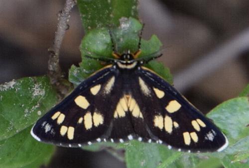 Cruria tropica