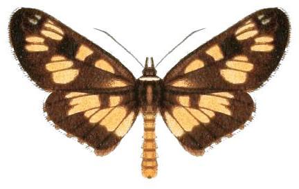 Cruria tropica