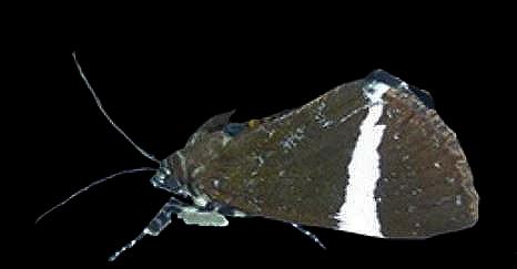 Coenotoca unimacula