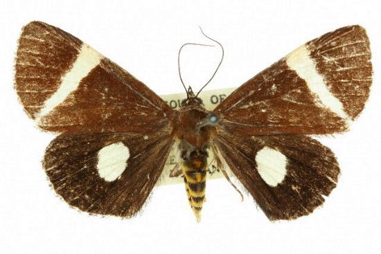 Coenotoca unimacula