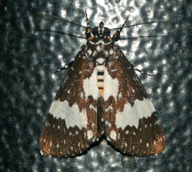 Radinocera vagata