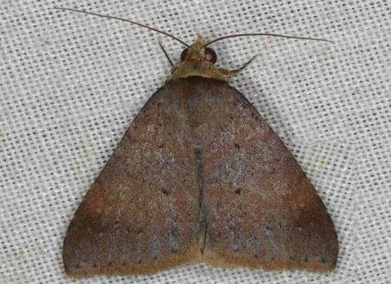 Plecoptera quaesita