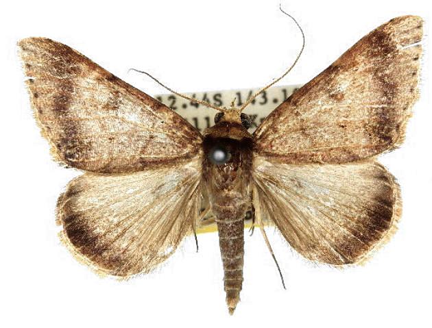 Plecoptera quaesita