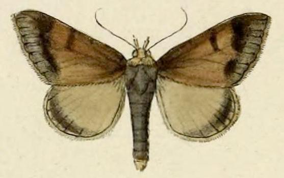 Plecoptera quaesita