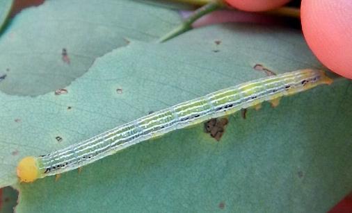 Plecoptera reflexa