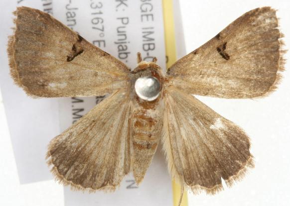 Plecoptera reflexa