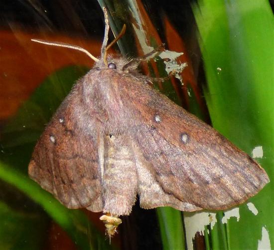 Anthela addita
