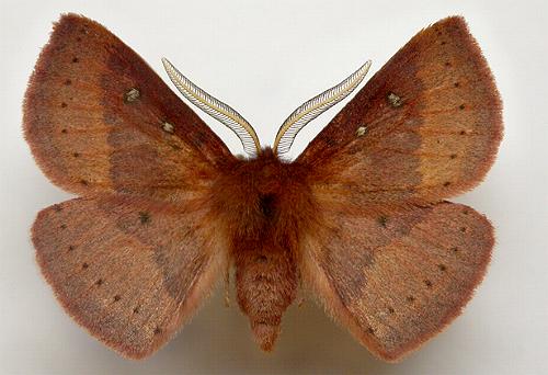 Anthela addita