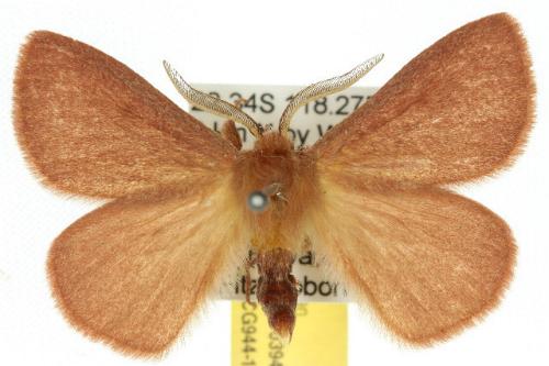 Anthela adriana