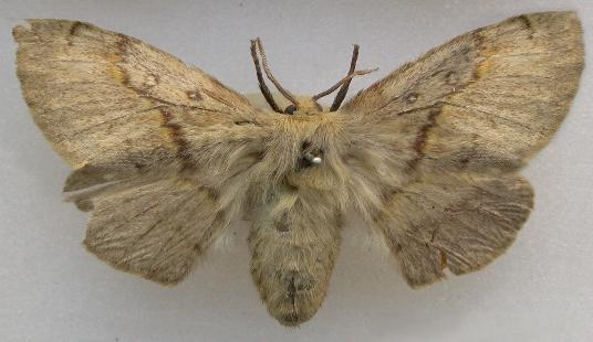 Anthela allocota
