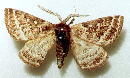 Anthela basigera
