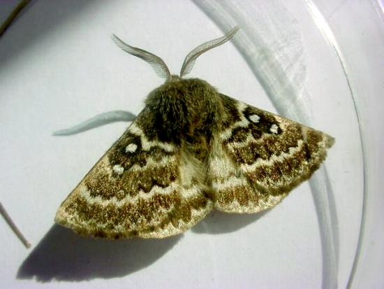 Anthela basigera