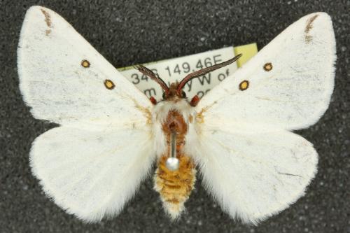Anthela callileuca
