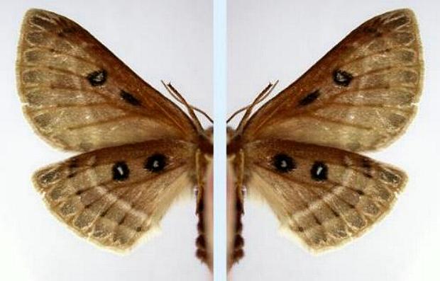Anthela cnecias