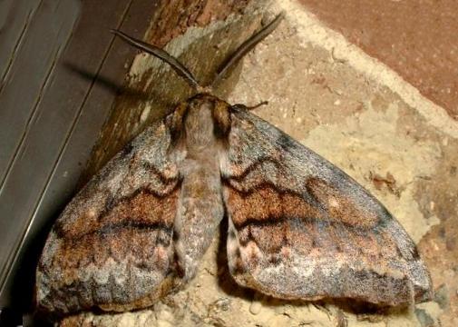 Chelepteryx collesi