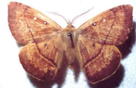 Anthela connexa