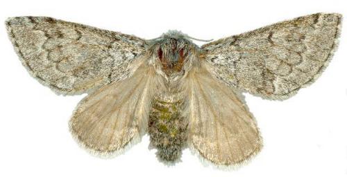 Gephyroneura cosmia