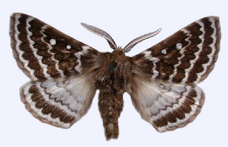 Anthela denticulata