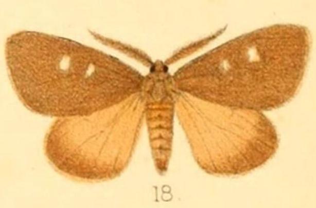 Aroa exoleta