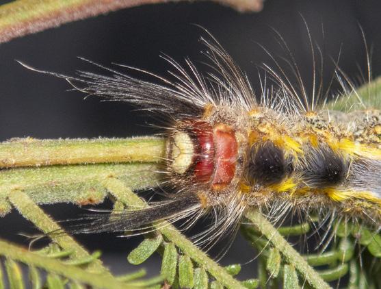 Nataxa flavescens
