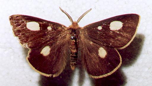 Anthela guenei