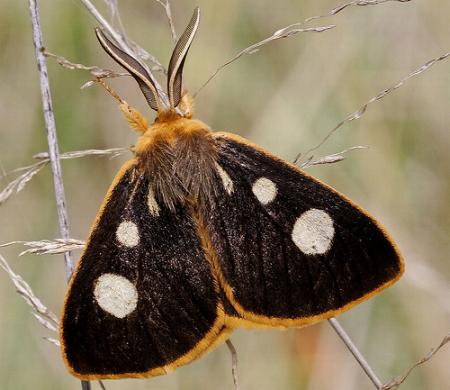 Anthela guenei