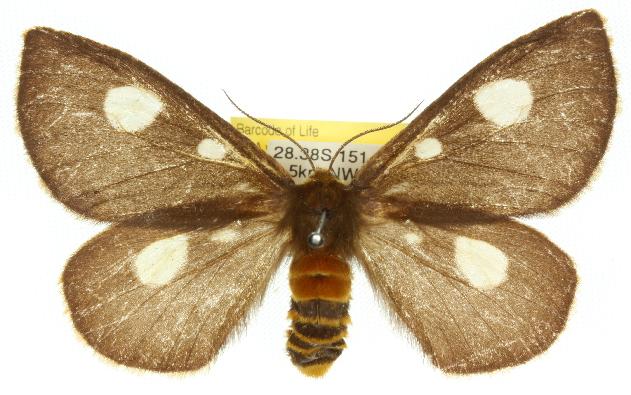 Anthela guenei