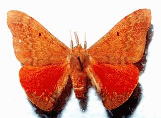 Chenuala heliaspis