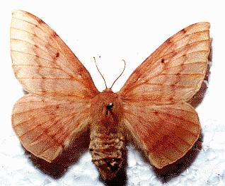 Chenuala heliaspis