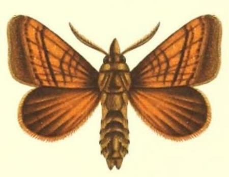 Chenuala heliaspis