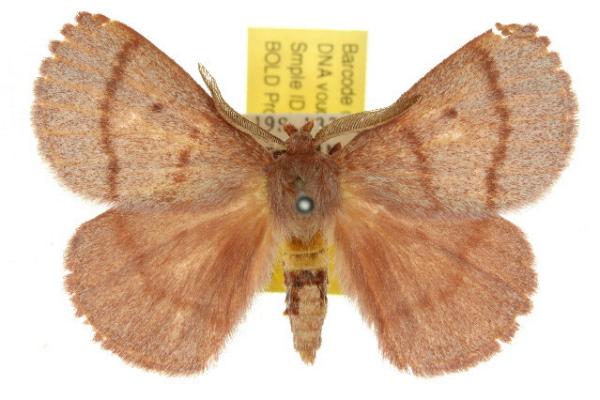 Anthela hyperythra