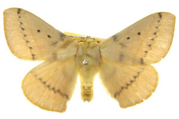 Anthela inornata