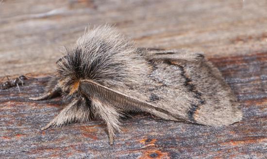 Omphaliodes obscura