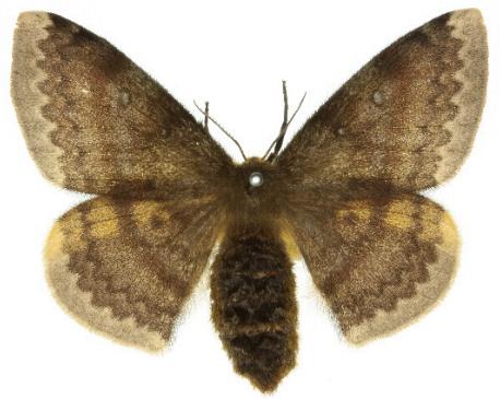 Anthela postica