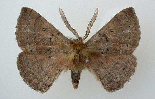 Anthela protocentra