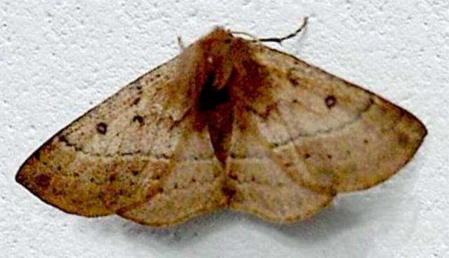 Anthela repleta