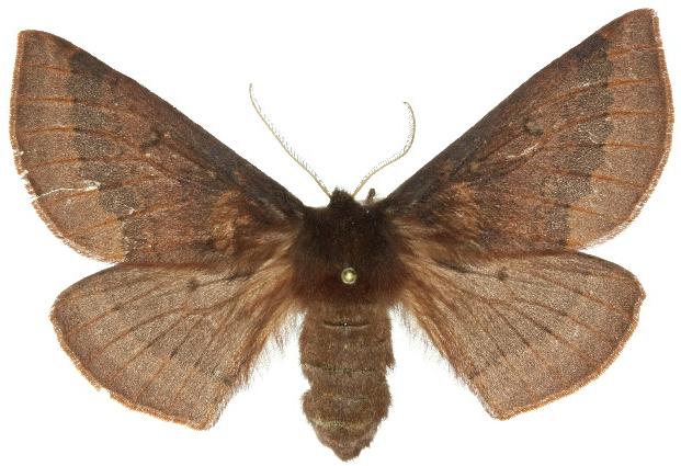 Anthela rubeola