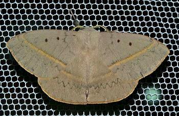 Anthela varia