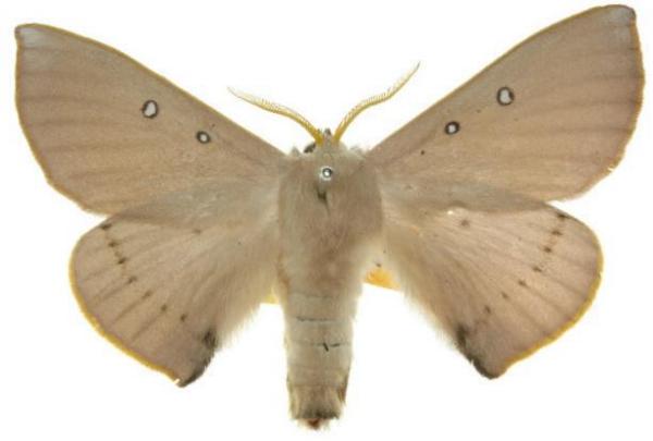 Anthela xanthocera