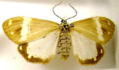 Utetheisa aegrotum