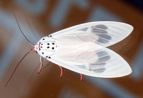 Amerila alberti