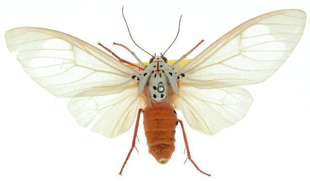Amerila alberti