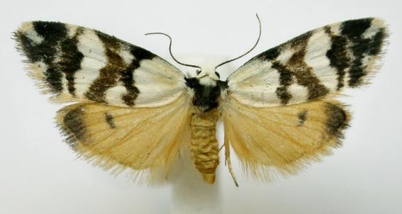 Thallarcha albicollis