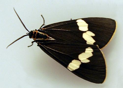 Nyctemera amicus