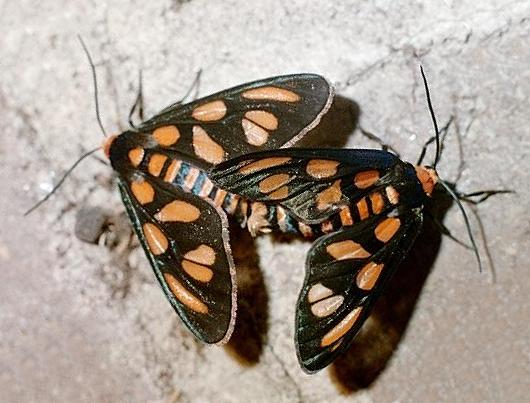 Amata annulata