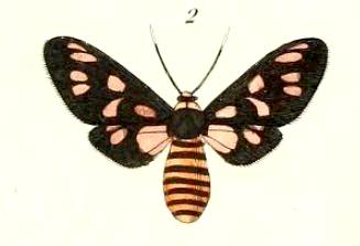Amata annulata