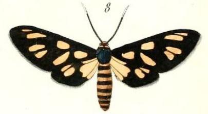 Amata annulata